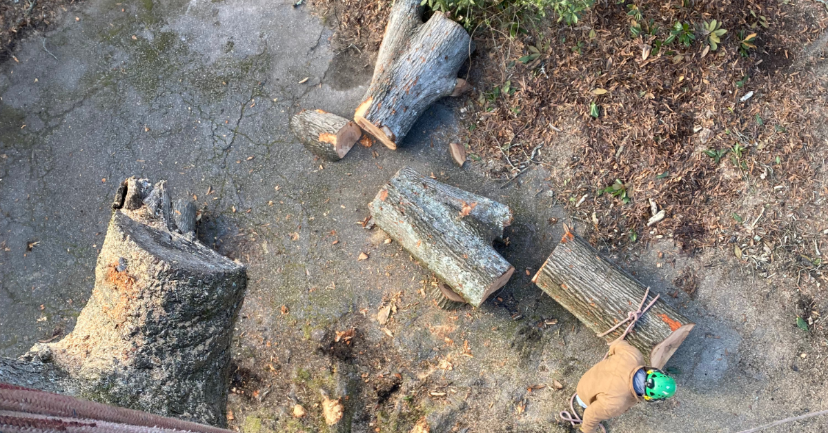 Does my tree need to be removed