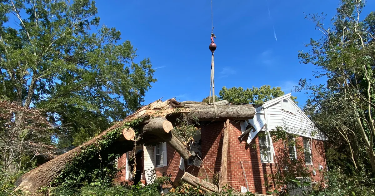 getting the trees off my house