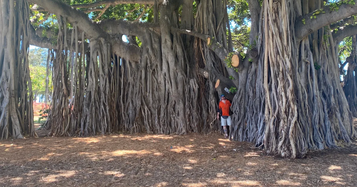 tree removal cost