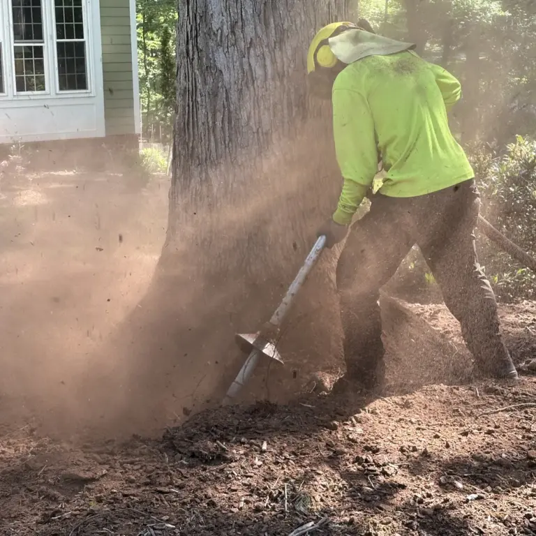 Crew member using an air spade to clear soil from the base of a large tree