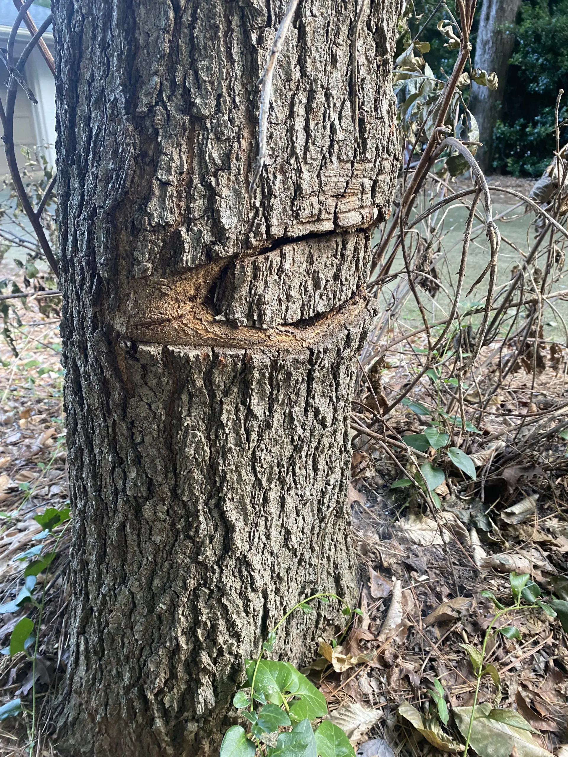 ISA Certified Arborist performing a tree risk assessment on a large oak in Durham NC