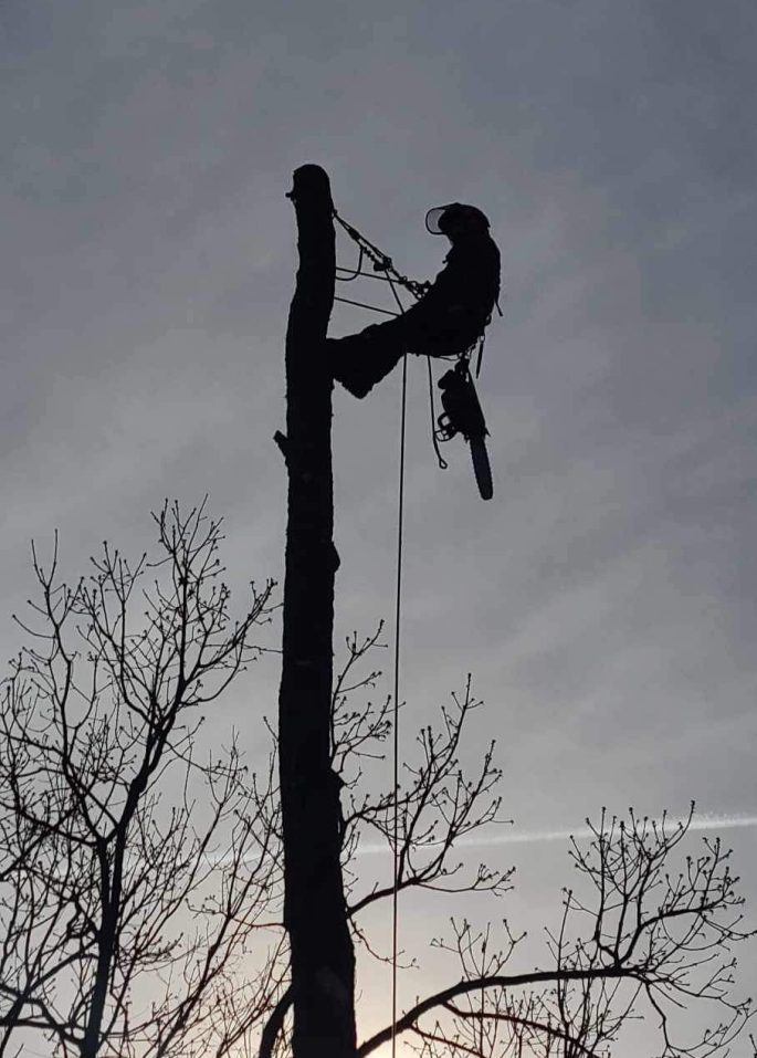 travis varner silhouette tree climbing