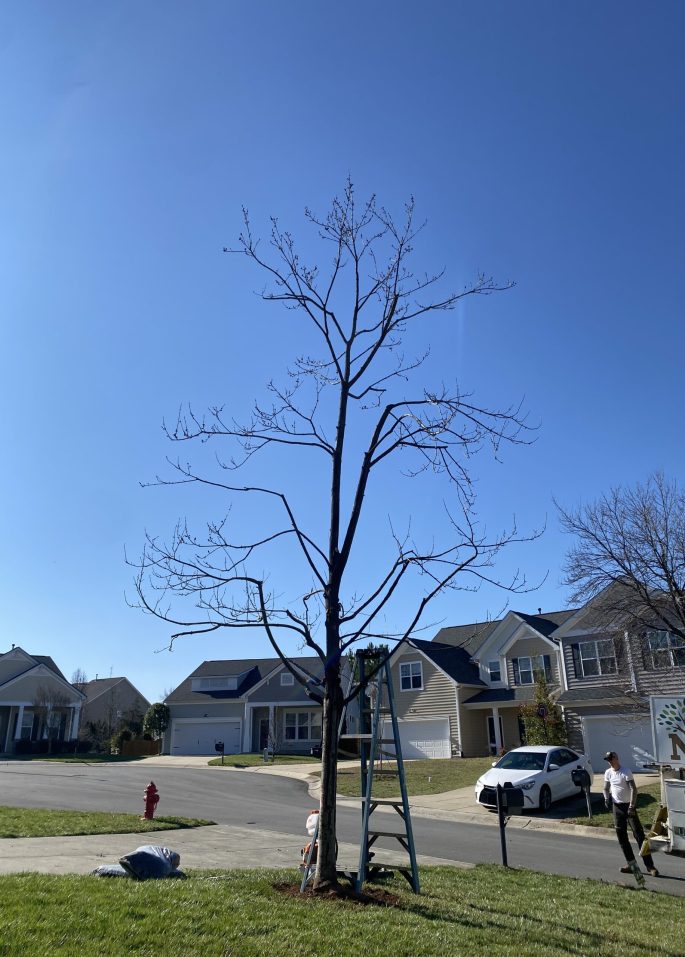 Maple after structural pruning